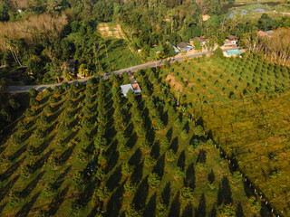 Aerial durian sweet asian fruit plantation tree forest on mountain village