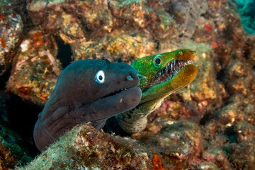 Black moray eel and Fangtooth moray eel, closeup in Tenerife, Canary Islands.