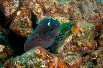Black moray eel and Fangtooth moray eel, closeup in Tenerife, Canary Islands.
