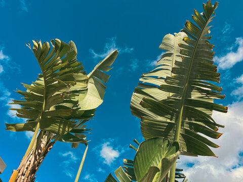 Belleza Tropical: Ave del Para&iacute;so entre Hojas Verdes y Cielo Azul