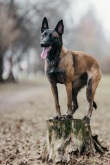 A Malinois dog in nature in early spring