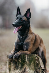 A Malinois dog in nature in early spring