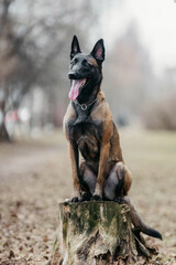 Naklejka premium A Malinois dog in nature in early spring