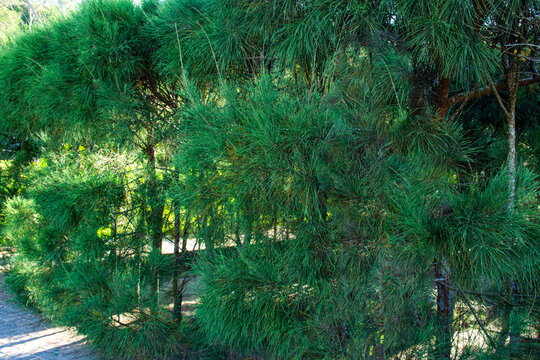 natureza &eacute; vida parque brazil