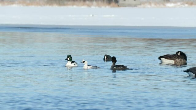 bird duck smew swimming in lake together with goldeneye Mergellus albellus bird sanctuary natural world norway