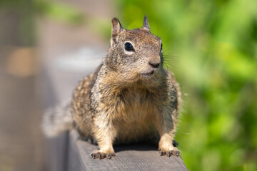 Close up of a ground squirrel on a deck.