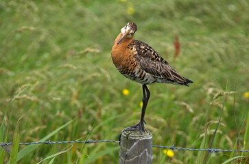 Barge à queue noire,.Limosa limosa, Black tailed Godwit