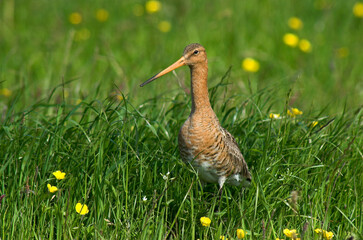 Barge à queue noire,.Limosa limosa, Black tailed Godwit