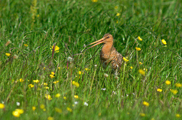 Barge à queue noire,.Limosa limosa, Black tailed Godwit