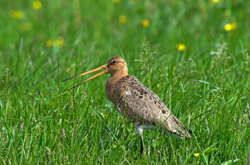 Barge à queue noire,.Limosa limosa, Black tailed Godwit