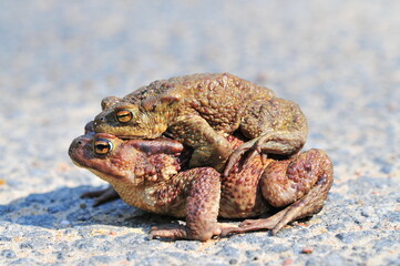 A pair of frogs one on top of the other during mating season on the asphalt