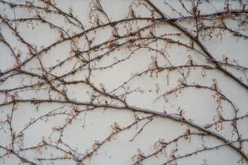 Three-clawed grapevine aka Boston Ivy aka Parthenocissus tricuspidata on the facade of a building in winter