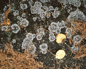 moss,lava,leeafs on the ground with a stone,nacka,sverige,sweden,Mats