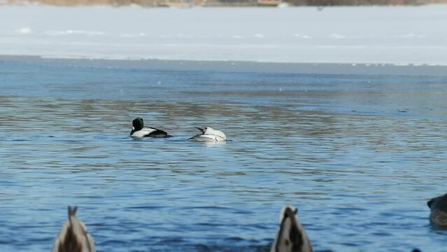 bird duck smew swim in lake distant side view Mergellus albellus bird sanctuary natural world norway