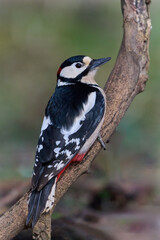 Great spotted woodpecker (Dendrocopos major)