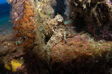 Common Octopus (Octopus vulgaris) in Tenerife Waters