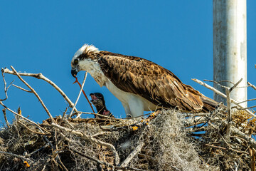 An adult osprey feeds pieces of fish to a chick in the nest in the Florida Everglades.
