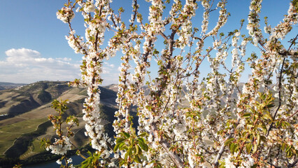 Almond tree blooming