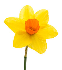 Yellow daffodil with rain drop, Isolated Spring flower, Element nature for Spring summer bann