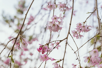 満開の枝垂れ桜 - 761482717