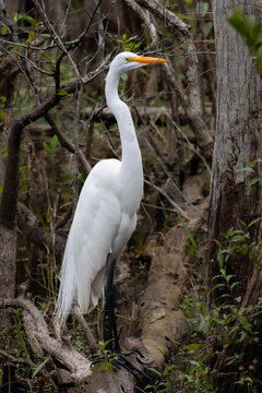 An egret stands tall in the Everglades, Florida
