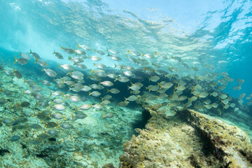 Obraz premium School of Salema (Sarpa salpa) cleaning rocky reef at Montaña Amarilla, Tenerife, Canary Islands