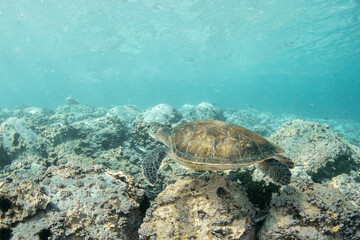 Green turtle (Chelonia mydas), Montana Amarilla in Tenerife, Canary Islands.