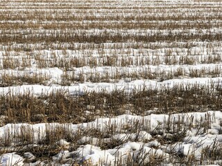 Stalks of last year's crop pierce through melting snow on a vast field, marking the change of seasons