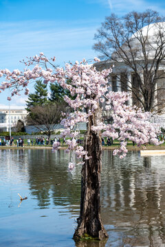 Stumpy, the beloved tree on the Tidal Basin, in its 2024 final full bloom with cherry blossoms for last time before the tree is cut down