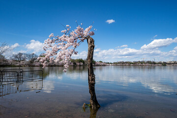 Stumpy, the beloved tree on the Tidal Basin, in its 2024 final full bloom with cherry blossoms for...