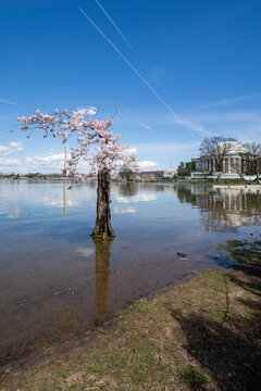 Fototapeta Stumpy, the beloved tree on the Tidal Basin, in its 2024 final full bloom with cherry blossoms for last time before the tree is cut down