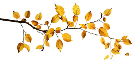 birch branch with dry autumn yellow leaves, png file of isolated cutout object on transparent background