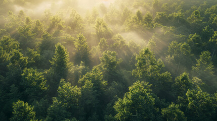 Forest Bathing: Sunbeams Filtering Through Misty Green Canopy - obrazy, fototapety, plakaty