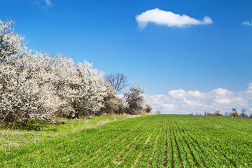 Spring fresh green field and blossoming trees - 761491966