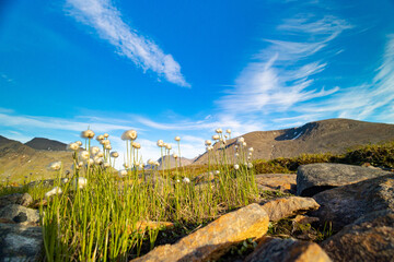 A beautiful white cottongrass growing in the Sarek National Park, Sweden. Summer landscape of Northern Europe wilderness.