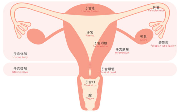 子宮・卵巣の図解イラスト、解剖図