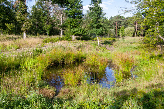 Ecosyst&egrave;me et biodiversit&eacute; - zone humide naturelle dans un prairie au bord de la for&ecirc;t