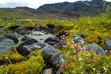 A beautiful summer landscape with mountains of Sarek National Park, Sweden. Wild scenery of Northern Europe.