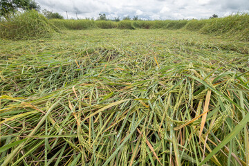 The rice fell due to the storm. Rice fell in the field. Rice Harvest Field Damage Disaster.