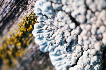 Macro photo of white lichen on the wood bark of a tree - obrazy, fototapety, plakaty