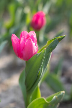 Close-up of a pink tulip blooming in spring, photographed in Shanghai, China