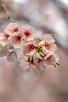Pink cherry blossoms blooming in spring, blurred background, photographed in Shanghai, China