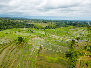 Rice field in Bali, Indoensia