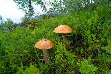 Beautiful edible mushrooms growing in Northern Sweden. Summer scenery of Northern Europe wilderness.