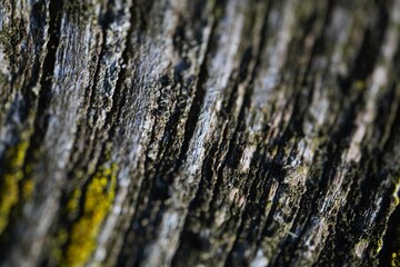 Macro photo of yellow lichen on the wood bark of a tree