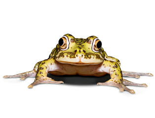 Fototapeta premium pacman frog toad isolated