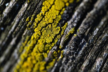 Macro photo of yellow lichen on the wood bark of a tree