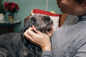 Sweet little black dog looking at his owner