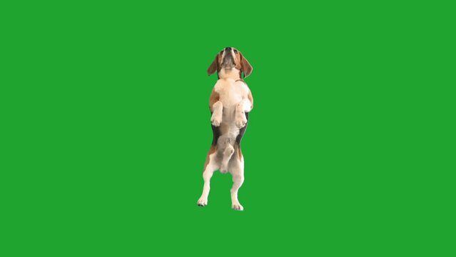 dog stands on its hind legs