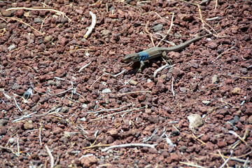 A lizard in the wild